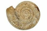 Jurassic Ammonite (Perisphinctes) - Madagascar #229519-1